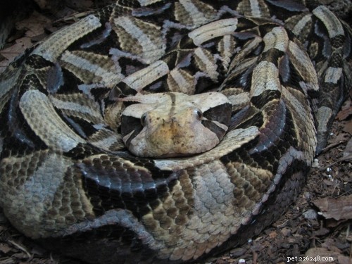 Exploring Extraordinary Snake Diets: From Sticks to Antelopes, Even Humans and Cats