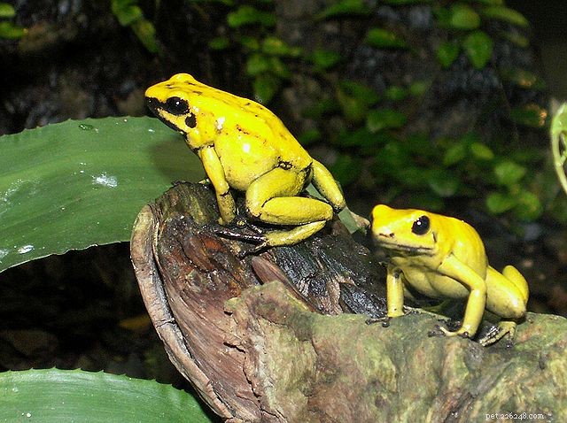 Optimal Diets for Poison Frogs, Mantellas, and Small Amphibians: A Care Guide