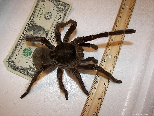 Essential Gear for Caring for Pet Tarantulas – Expert Guide from a Zoo Keeper