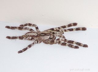 Essential Gear for Caring for Pet Tarantulas – Expert Guide from a Zoo Keeper