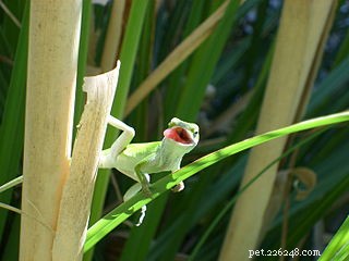 Green Anoles Reveal Remarkable Intelligence: Researchers Astonished by Lizard Brainpower