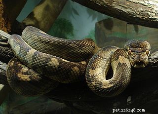 New Research Reveals Venomous Pythons: Implications for Snakebite Victims