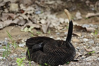 Snake Fungal Disease: Conservationists Warn of a Growing Threat to Global Snake Populations