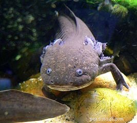 Salamanders & Cellular Regeneration: How They Regrow Limbs