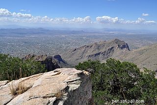 New Scorpion Species Discovered Near Tucson and in the Ecuadorian Andes