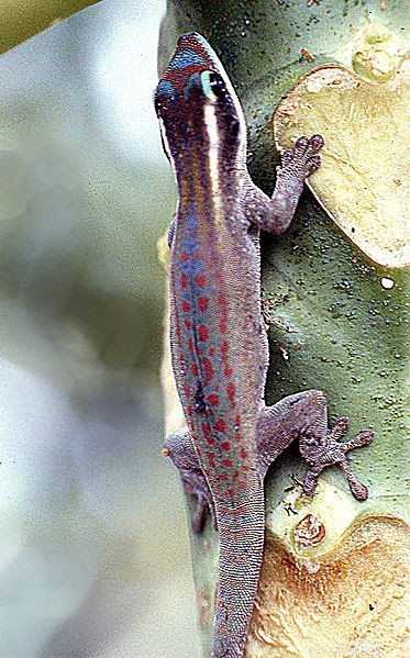 Day Geckos: Expert Care & Feeding Guide for Enthusiasts