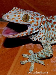 Gecko Care Guide: Terrarium Setup, Supplies, and Key Facts