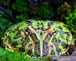 Horned Frogs as Pets: Expert Guide to Creating the Perfect Terrarium for Pac‑Man Frogs