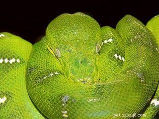 Comprehensive Emerald Tree Boa Care: Terrarium Setup, Husbandry, and Diet