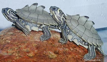 Automatic Turtle Feeders: Exo Terra Pellet Dispenser & Foraging Toy for Turtles, Newts, Frogs & Fish