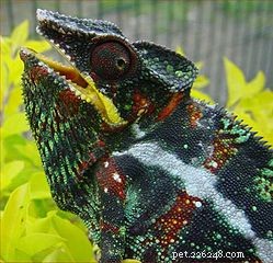 Expert Chameleon Care: A Herpetologist’s Guide to Panther Chameleons as Pets