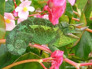 Pet Lizards: The Ultimate Guide to Selecting and Caring for Your Reptile Companion