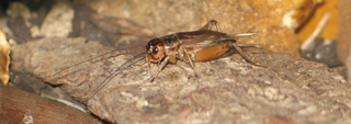 Mazuri High-Calcium Cricket Diet & Complementary Foods for Feeder Crickets