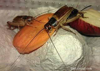 Mazuri High-Calcium Cricket Diet & Complementary Foods for Feeder Crickets