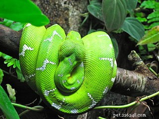 Emerald Tree Boas: Insights from the Wild for Superior Pet Care