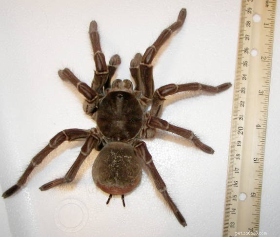 Essential Tarantula Care: Proven Habits & Tips for Pet Owners