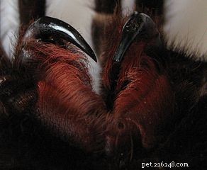 Essential Tarantula Care: Proven Habits & Tips for Pet Owners