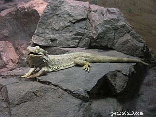 Feeding Bearded Dragons: A Professional Review of Zoo Med’s Bearded Dragon Food