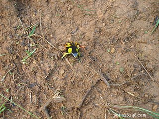 Expert Guide to Caring for Madagascar Mantella Poison Frogs in Your Terrarium