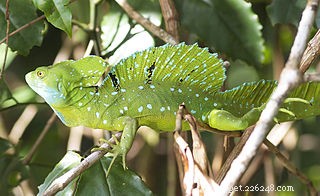 Feeding Insect‑Eating Pet Lizards: The Ultimate Live Food Guide