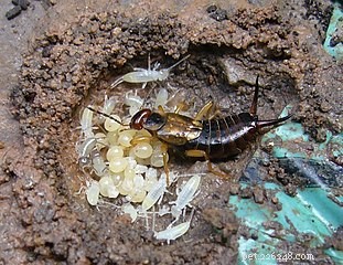 Why Earwigs Are a Nutritious, Low‑Risk Food Choice for Pet Reptiles and Amphibians