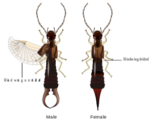 Why Earwigs Are a Nutritious, Low‑Risk Food Choice for Pet Reptiles and Amphibians