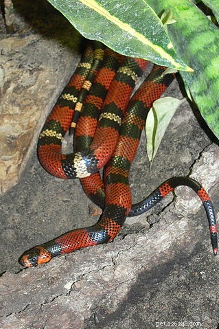 Milksnake Care Guide: Raising Sinaloan Milksnakes & Related Species