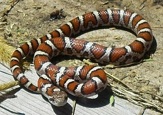 Milksnake Care Guide: Raising Sinaloan Milksnakes & Related Species