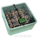 When Will My Turtle Lay Eggs? Key Signs and Care Tips