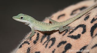 Breeding Green Anoles: A Complete Guide to Raising Healthy Offspring