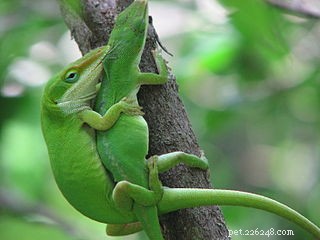 Breeding Green Anoles: A Complete Guide to Raising Healthy Offspring