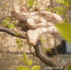Small Boa Constrictors: Ideal Pets for Enthusiasts & New Keepers