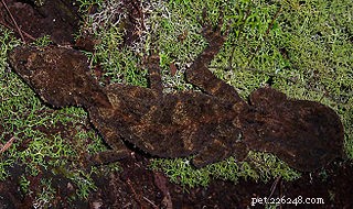 Scientists Discover New Leaf‑Tailed Gecko Species in Australia s Cape Melville