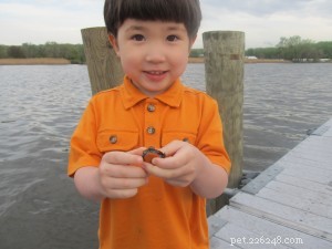 Swollen Eyes in Red‑Eared Sliders and Other Aquatic Turtles: Causes, Symptoms, and Prevention