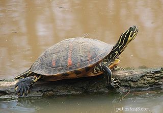 Swollen Eyes in Red‑Eared Sliders and Other Aquatic Turtles: Causes, Symptoms, and Prevention