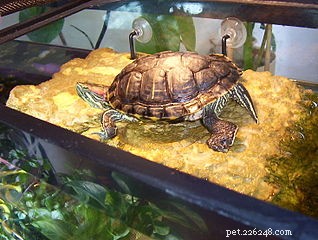 Swollen Eyes in Red‑Eared Sliders and Other Aquatic Turtles: Causes, Symptoms, and Prevention