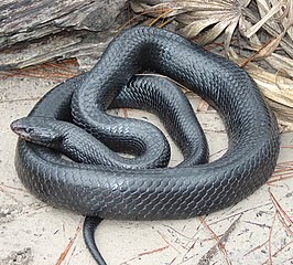 Protecting U.S. Reptiles & Amphibians: Why Hobbyists & Federal Action Matter