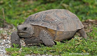Protecting U.S. Reptiles & Amphibians: Why Hobbyists & Federal Action Matter