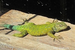 Top Holiday Gifts for Reptile & Amphibian Enthusiasts—From Beginners to Experts