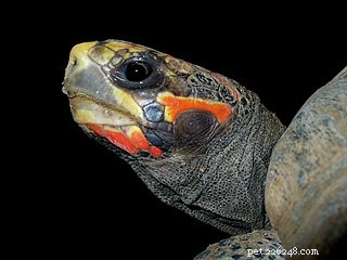 Recent Studies Show Reptiles Possess Advanced Cognitive Skills – Discover How Smart Your Pet Is