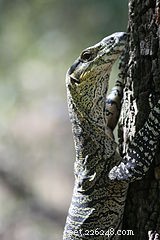 Recent Studies Show Reptiles Possess Advanced Cognitive Skills – Discover How Smart Your Pet Is