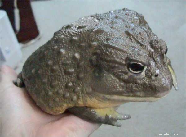 How to Care for African Bullfrogs: Feeding, Habitat, and Longevity