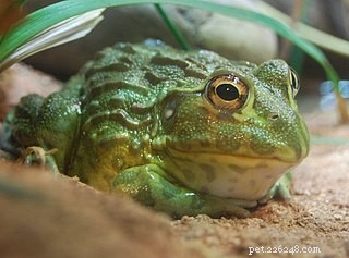 How to Care for African Bullfrogs: Feeding, Habitat, and Longevity
