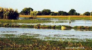 How to Care for African Bullfrogs: Feeding, Habitat, and Longevity