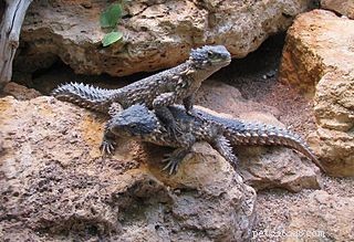 Best Infrared Temperature Gun for Precise Reptile & Amphibian Terrarium Monitoring