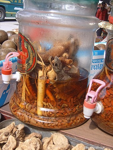 Tokay Gecko Care Guide: Feeding, Housing & Terrarium Design