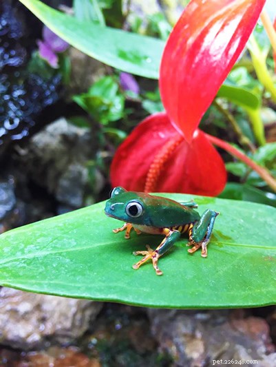 Tiger‑Leg Monkey Frog (Phyllomedusa tomopterna): Habitat, Range & Conservation