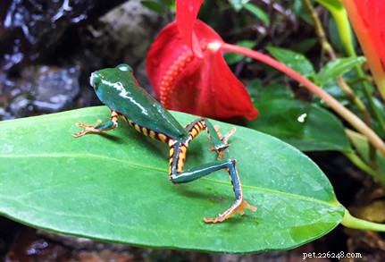 Tiger‑Leg Monkey Frog (Phyllomedusa tomopterna): Habitat, Range & Conservation