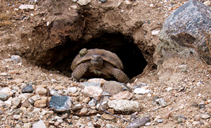 Tortoise Housing Debate: Table-Top Enclosures vs. Enclosed Wooden Vivariums
