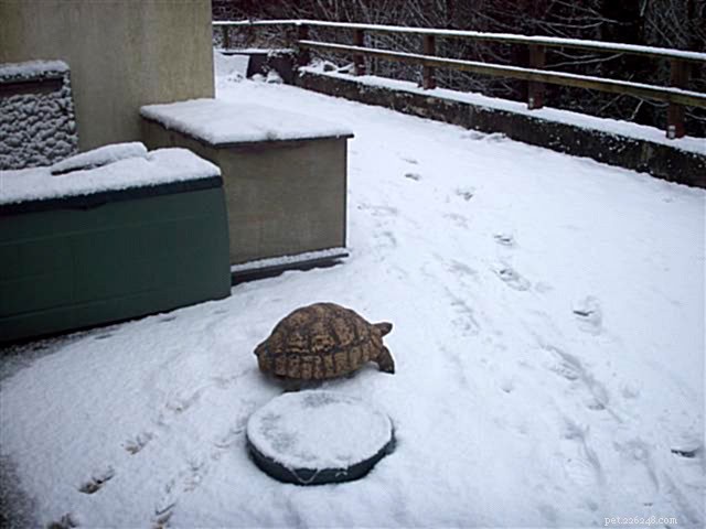 Tortoise Housing Debate: Table-Top Enclosures vs. Enclosed Wooden Vivariums